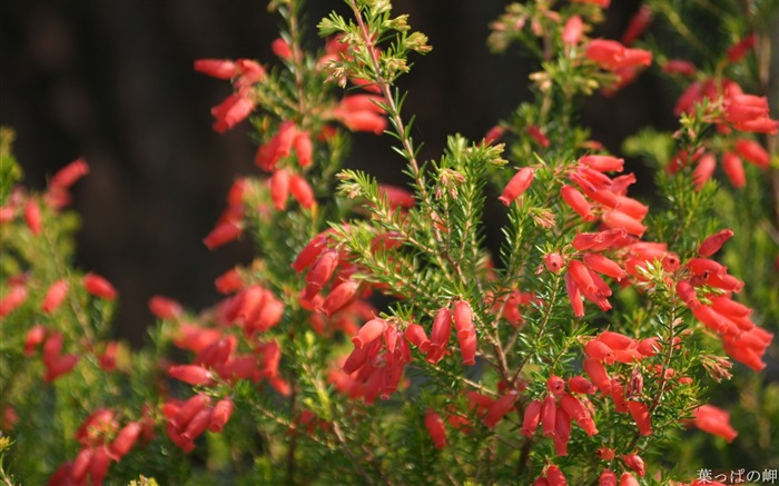 Fotos de flores no Mercado de flores de Tóquio 03 Visualizações:8828