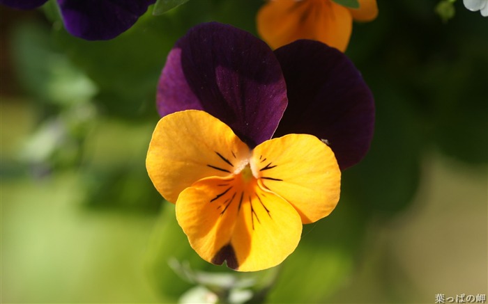 Fotos de flores no Mercado de flores de Tóquio 04 Visualizações:8731