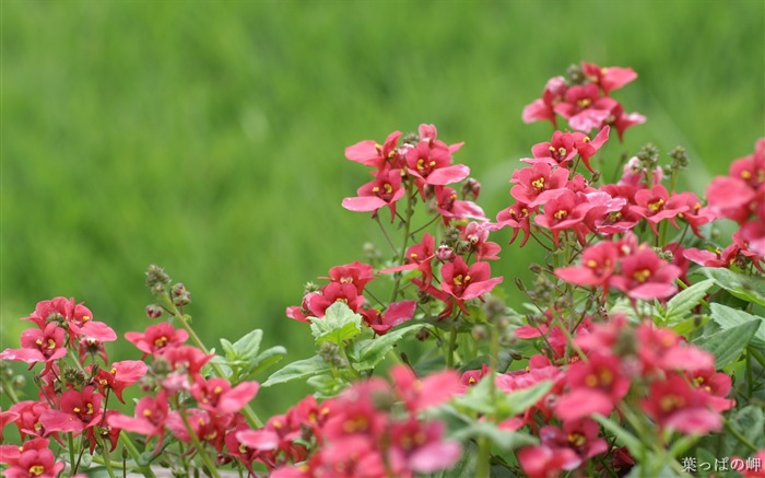 Fotos de flores no Mercado de flores de Tóquio 05 Visualizações:8581