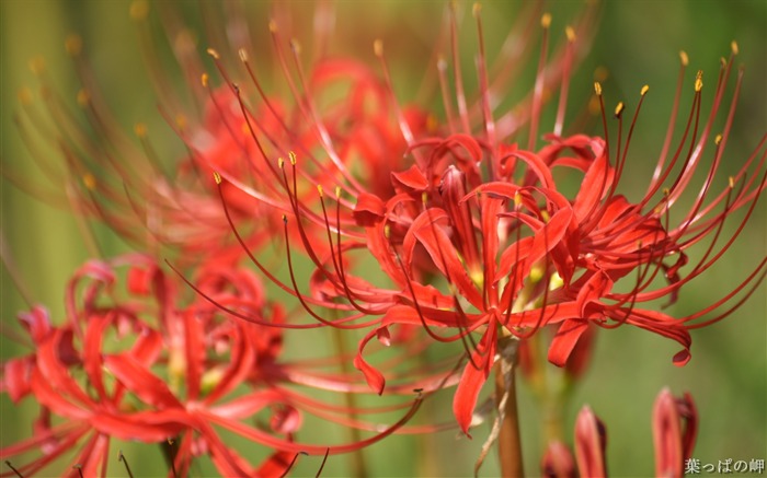 東京フラワーマーケット09の花写真 ブラウズ:8253