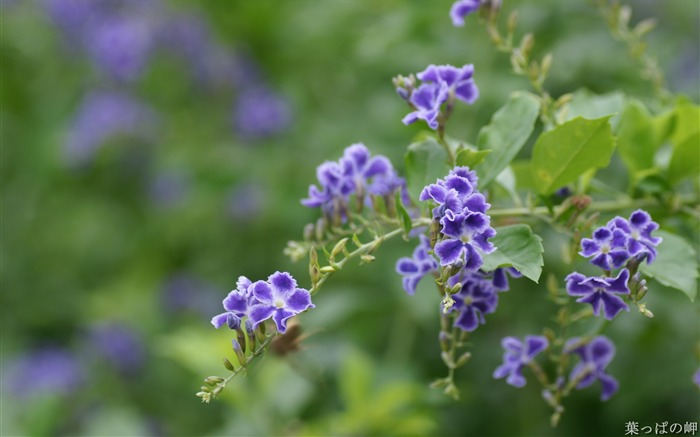 東京フラワーマーケット10の花の写真 ブラウズ:8051