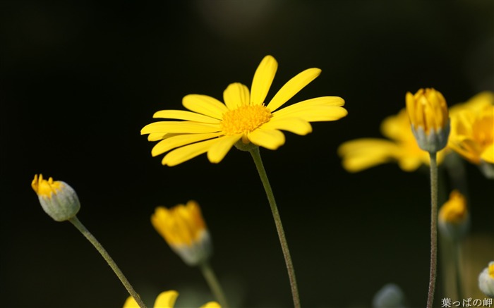 Fotos de flores no mercado de flores de Tóquio Visualizações:9995