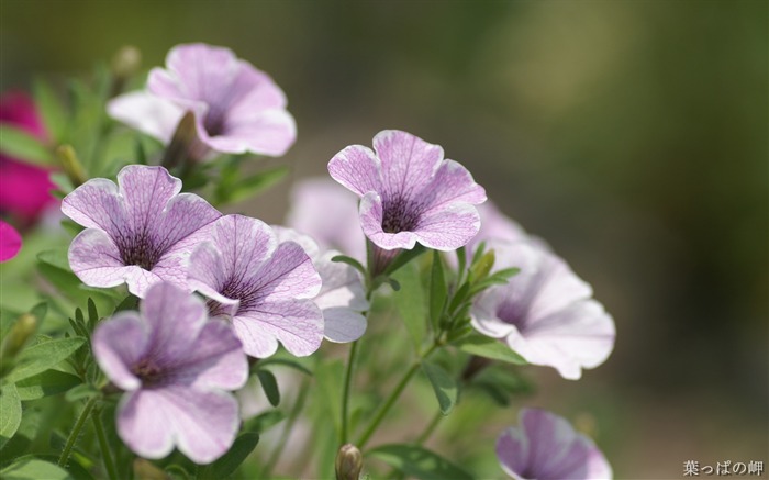 Plantas con flores-HD Flower Photography Imagen 04 Vistas:17860