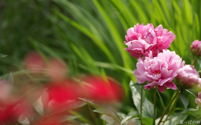 Plantas con flores-HD Flower Photography Picture 08 Vistas:10536