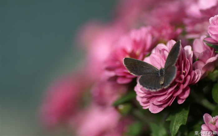 Plantas con flores-HD Flower Photography Imagen 10 Vistas:10024