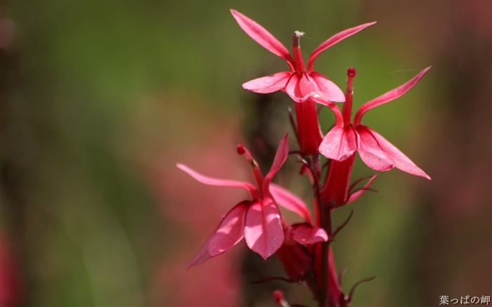 Plantas con flores-HD Fotografía de flores Fotografía 13 Vistas:11450