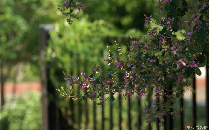 Plantas con flores-HD Flower Photography Imagen 14 Vistas:9192