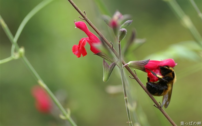 Plantas con flores-HD Flower Photography Imagen 15 Vistas:8831