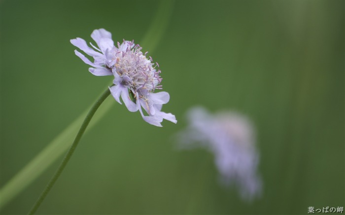 Plantas con flores-HD Flower Photography Picture 17 Vistas:10293