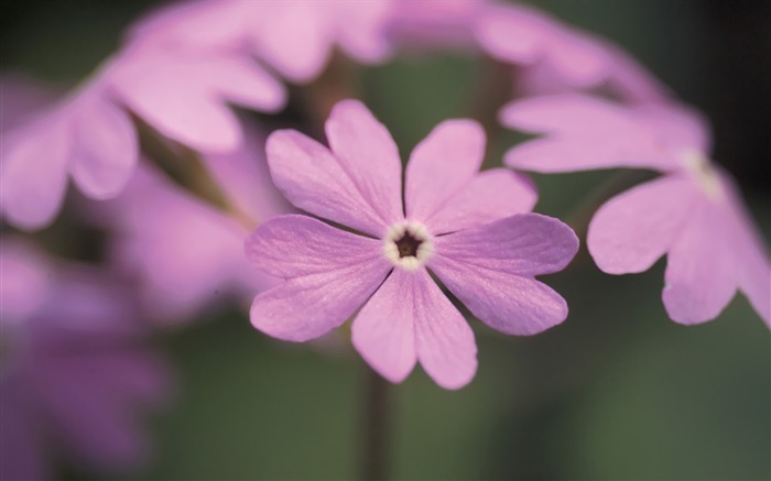 Flowers With Pink Heart-shaped petals Picture Views:24864 Date:2011/7/5 9:35:32