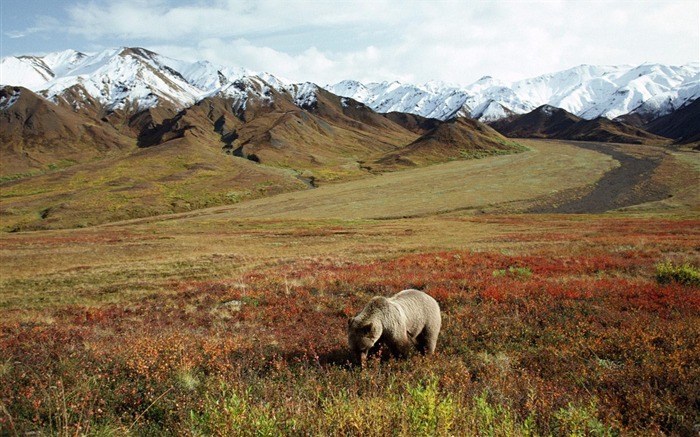 Forrageando Grizzly Bear Alaska Visualizações:11994