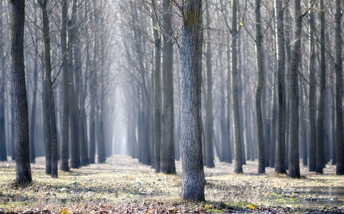 Forêt en début de matinée la Serbie Vues:12993