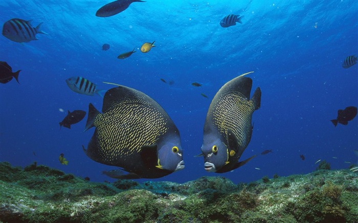 French Angelfish Pair Rocas Atoll Brazil Views:10102 Date:2011/7/15 1:30:47