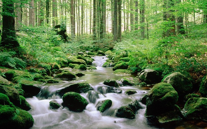 Alemania- Fondo de Pantalla del Parque Nacional Bosque Bávaro Vistas:19244