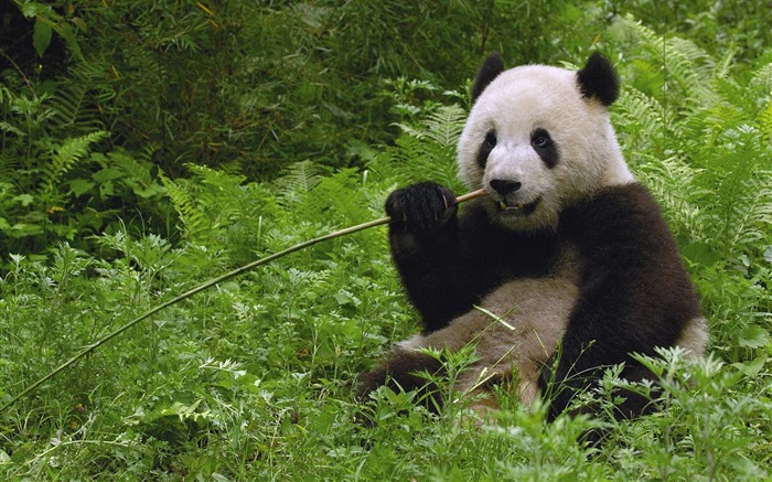 Giant Panda Eating Bamboo Wolong Reserve Sichuan Province China Views:23004 Date:2011/7/15 1:31:15