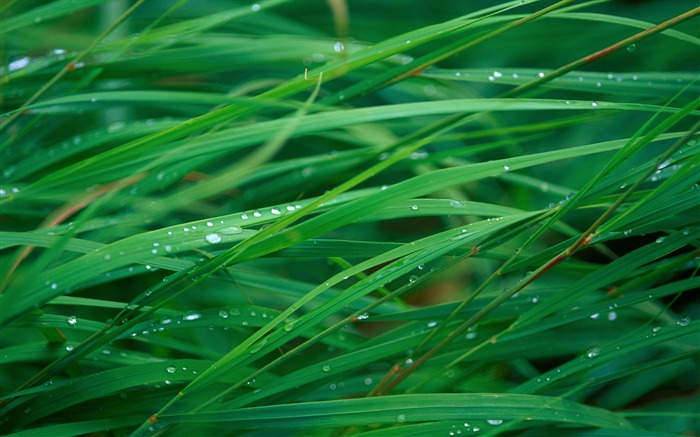 Grass Blades Wallpaper Views:37355 Date:2011/7/22 7:06:14