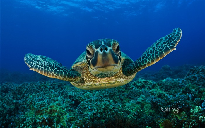 Green Turtle Maui à Hawaï Vues:43056