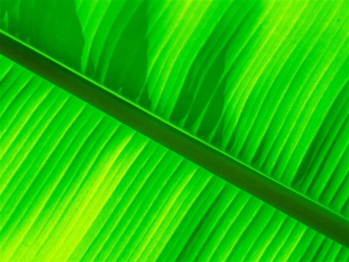 Green banana leaf wallpaper Views:37918 Date:2011/7/29 10:21:32