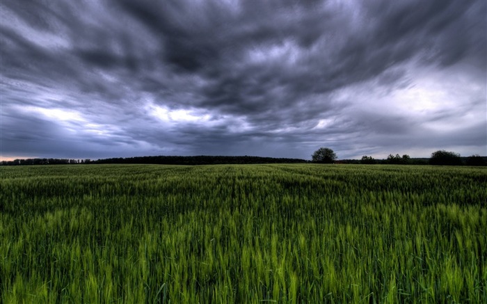 Champ vert sous un ciel orageux en Allemagne Vues:24722