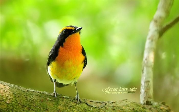 황 메이 황 Flycatcher 조류 - 오라 매력적인 조류 벽지 찾아보기 :22530