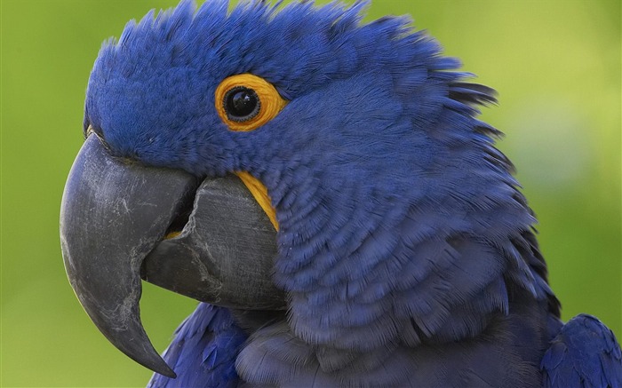 Hyacinth Macaw Views:11140 Date:2011/7/15 1:31:55