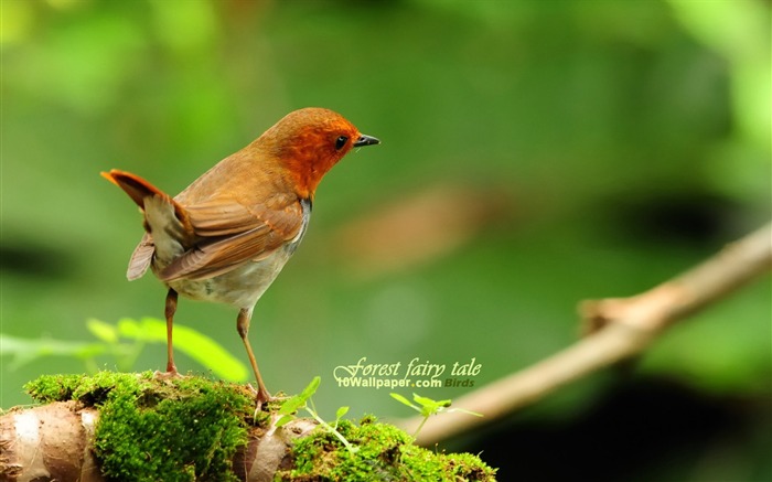 Canciones japonesas Robin-spring woodland birds fondo de pantalla Vistas:23179