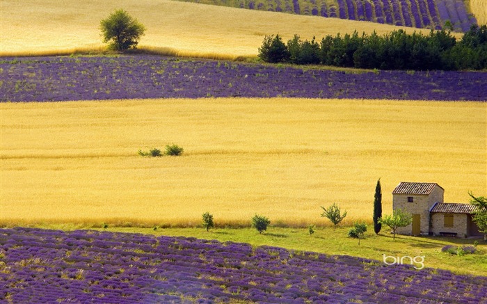 Les champs de lavande, près de Sault France Provence-Alpes-Côte d'Azur Vues:35521