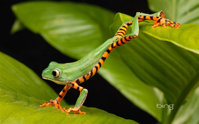 Lemur frog_Tiger grenouille rayée lémurien qui s'étend sur une feuille Vues:0