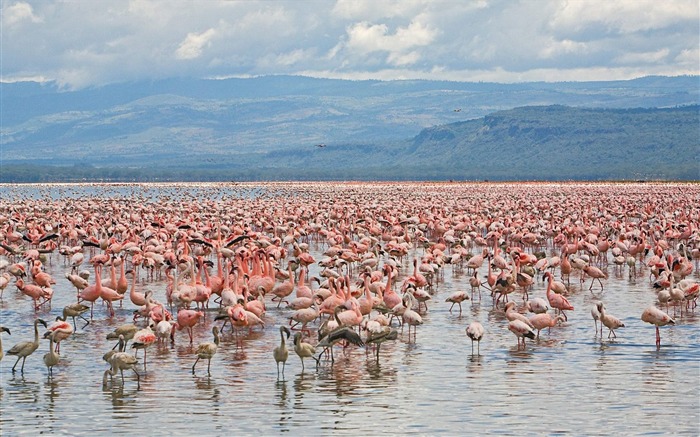 Parque Nacional do Lago Nakuru, Flamingos Pequenos e Maiores, Quênia Visualizações:11391