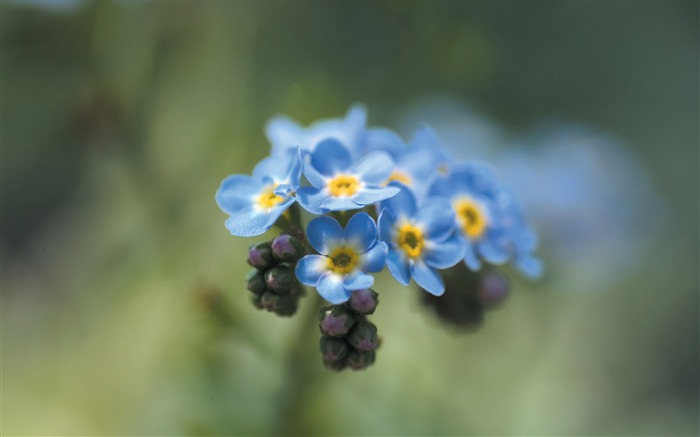 Little Blue Flowers Wild Flowers photography Picture Views:10918 Date:2011/7/5 9:35:50