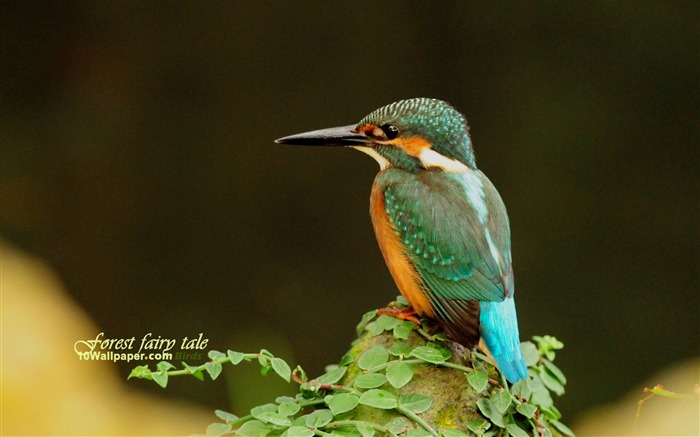 Mira triste fondo de escritorio de madera de Kingfisher-Kingfisher Vistas:17994