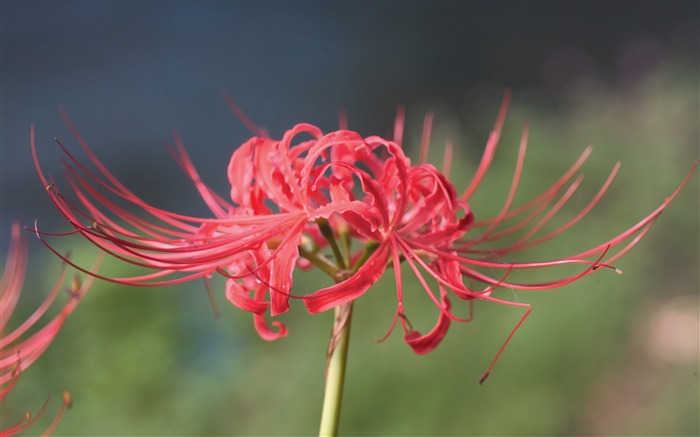 Lycoris Radiata Tiger lily flower photo Picture Views:11746 Date:2011/7/5 9:36:10