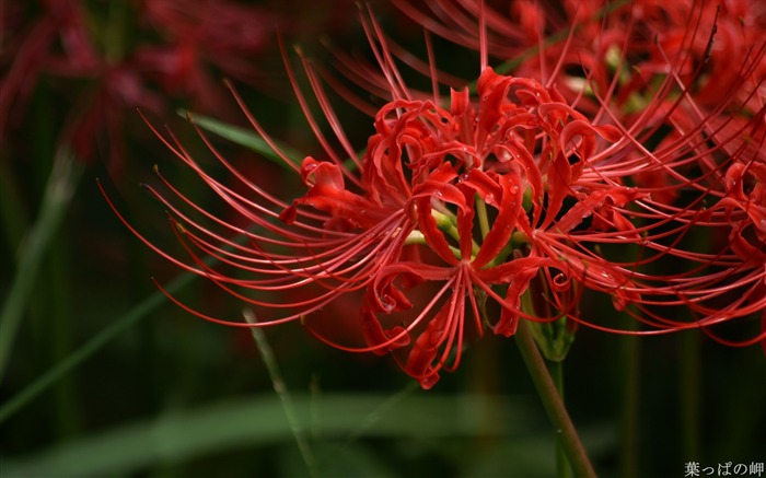 Imagen Lycoris radiata-Red Lycoris Flowers 01 Vistas:27931