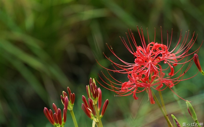 Imagen de Lycoris radiata-Red Lycoris Flowers Vistas:15792