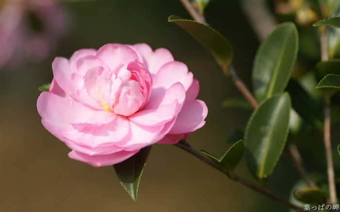 宏花照片花在宏模式02 查看次數:7869