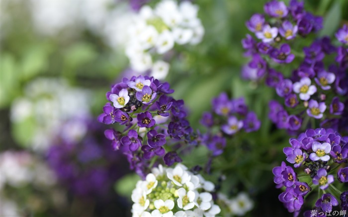 マクロモードでのマクロの花写真花 ブラウズ:9733