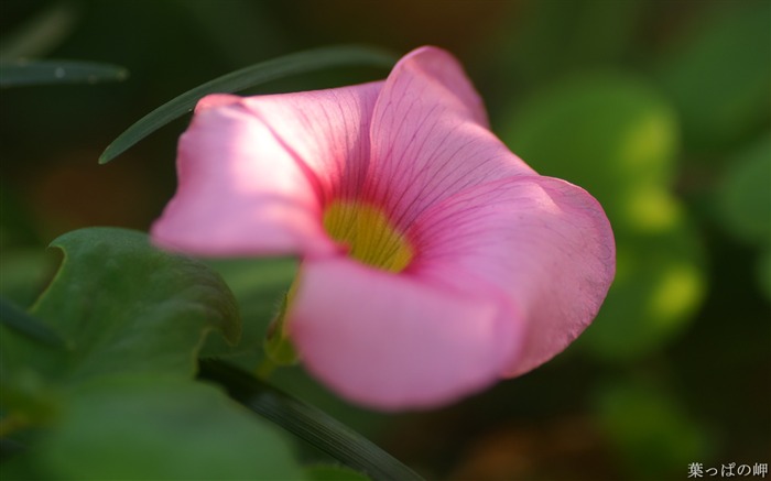 宏花卉特写宏观花卉图片02 浏览:7799