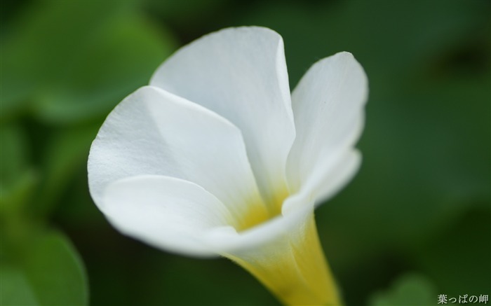 Macro flores close-up- macro flor foto 03 Visualizações:9257