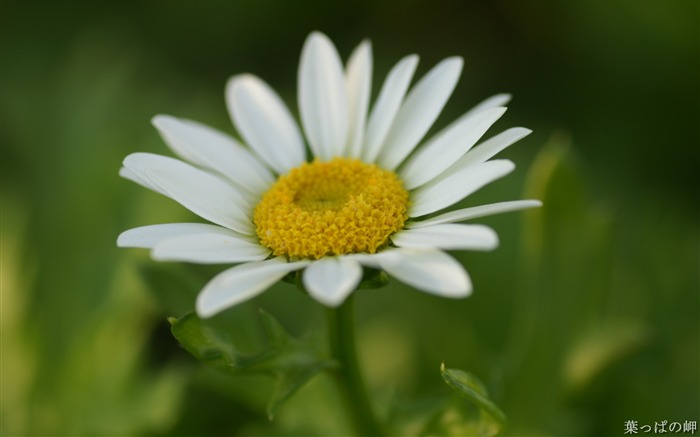 Macro flores close-up- macro flor foto 04 Visualizações:10084