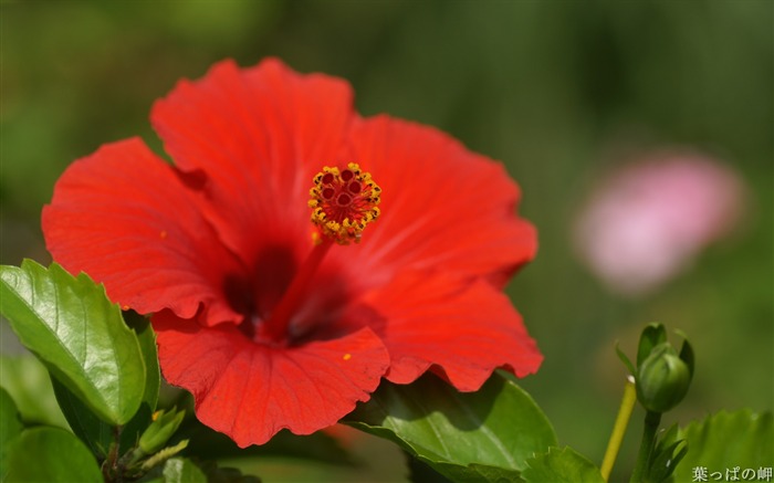 Macro flores close-up- macro flor foto 05 Visualizações:8628