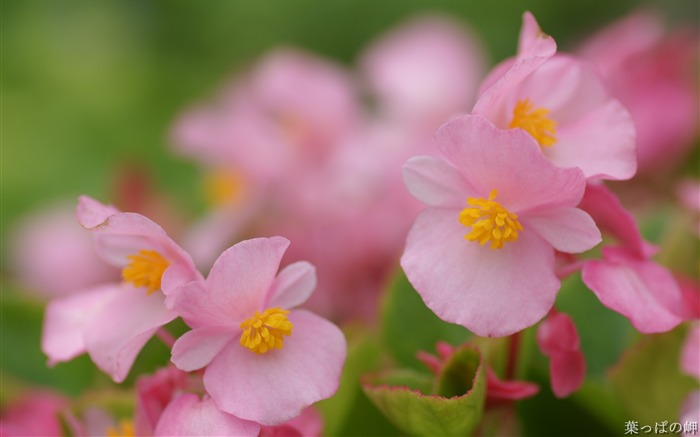 マクロの花はクローズアップ - マクロ花の写真06 ブラウズ:9243