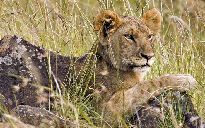 Macho Cubo de Leão Masai Mara Quénia África Visualizações:10517