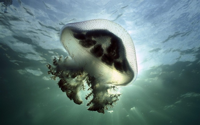 Mauve Stinger Jellyfish Edithburg South Australia Visualizações:9199