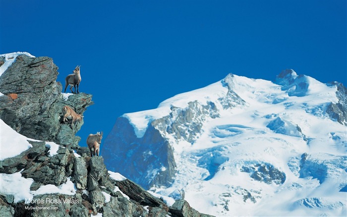 Monte Rosa la plus haute montagne de la Suisse Vues:14237