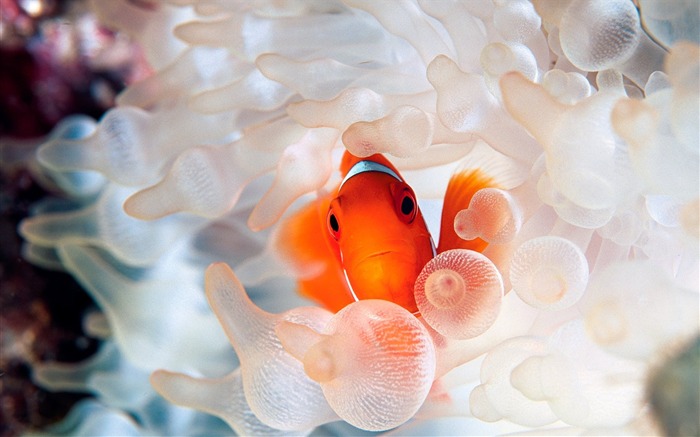 Nemo clownfish em anêmona Visualizações:13970