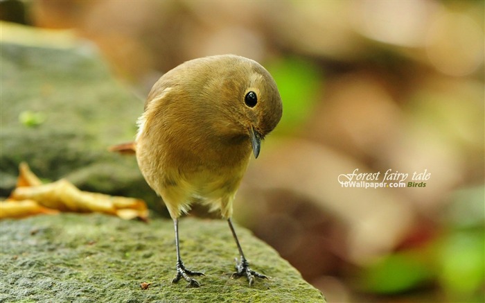 North Red-tailed Robin-Aura bird wallpaper Views:9681 Date:2011/7/8 16:37:25