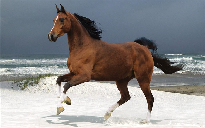 Norwegian Beach Warmblood Visualizações:9140