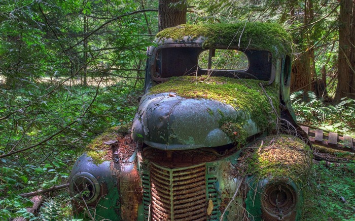 Vieux camion dans le camion de la forêt ancienne dans les bois Vues:13982