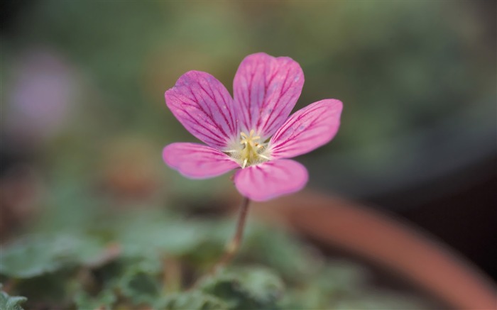 One Pink Flower Wild Flowers photography Picture Views:10836 Date:2011/7/5 9:36:27