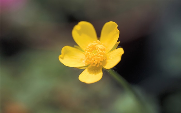 One Yellow Flower Wild Flowers photography Picture Views:8754 Date:2011/7/5 9:36:47